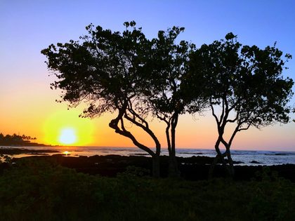 Milo tree in Hawaii at sunset