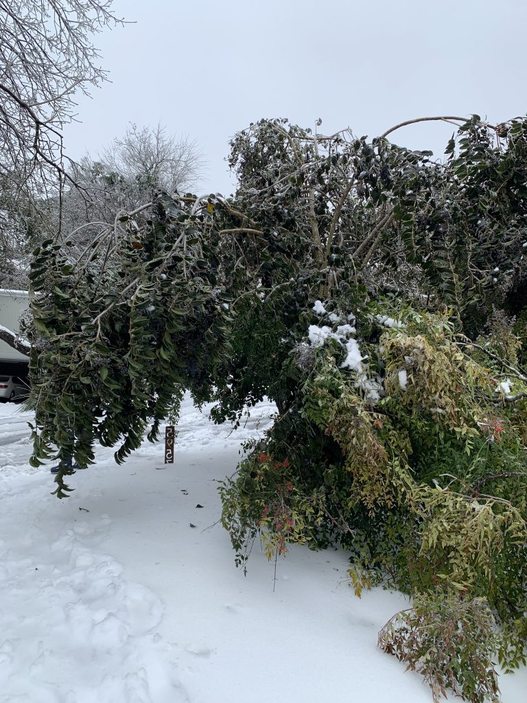 How we survived the snowstorm in Austin
